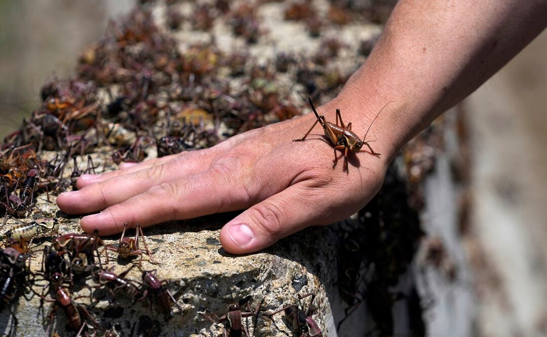 Millones de grillos invaden ciudad en Nevada. Foto: AP Photo/Rick Bowmer