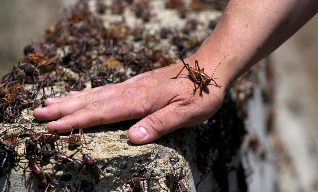 Millones de grillos invaden ciudad en Nevada. Foto: AP Photo/Rick Bowmer