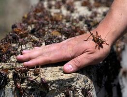 ¡De terror! Millones de grillos invaden ciudad en Nevada cubriendo carreteras y casas