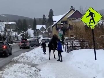 Alce patea a mujer cuando trataba de acariciarlo en Colorado