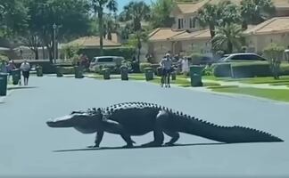 Video. Captan a enorme caimán caminando por calles de Florida