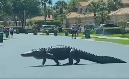 Video. Captan a enorme caimán caminando por calles de Florida