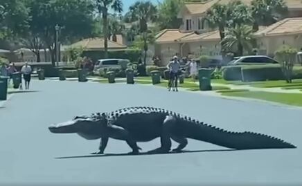 Video. Captan a enorme caimán caminando por calles de Florida