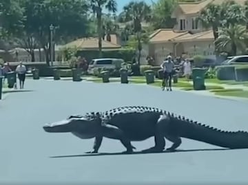 Video. Captan a enorme caimán caminando por calles de Florida