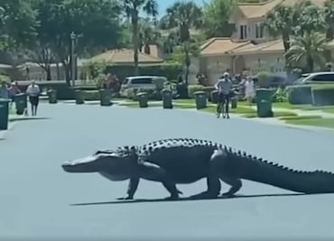 Video. Captan a enorme caimán caminando por calles de Florida