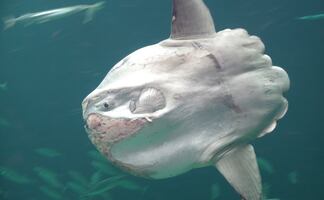 El extraño y enorme pez luna que un surfista captó en California