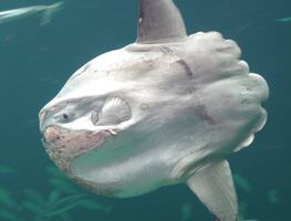 El extraño y enorme pez luna que un surfista captó en California