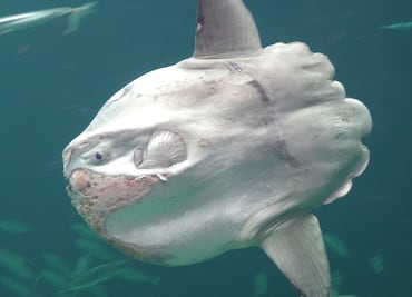 El extraño y enorme pez luna que un surfista captó en California