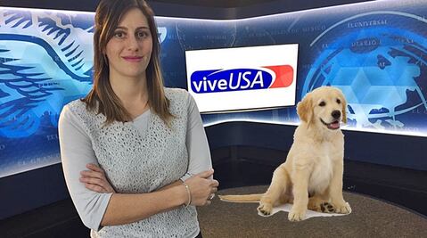 ¿Cómo viajar con tus mascotas?