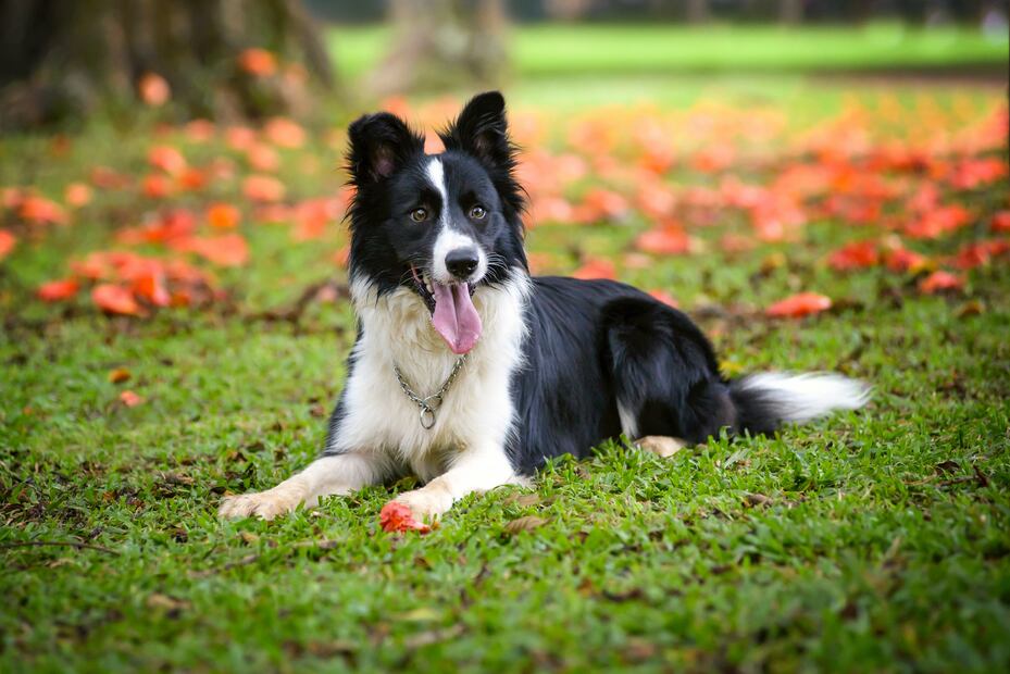 8 razas de perros más saludables y con menos probabilidades de enfermar. Foto: iSTOCK-Elayne Massaini
