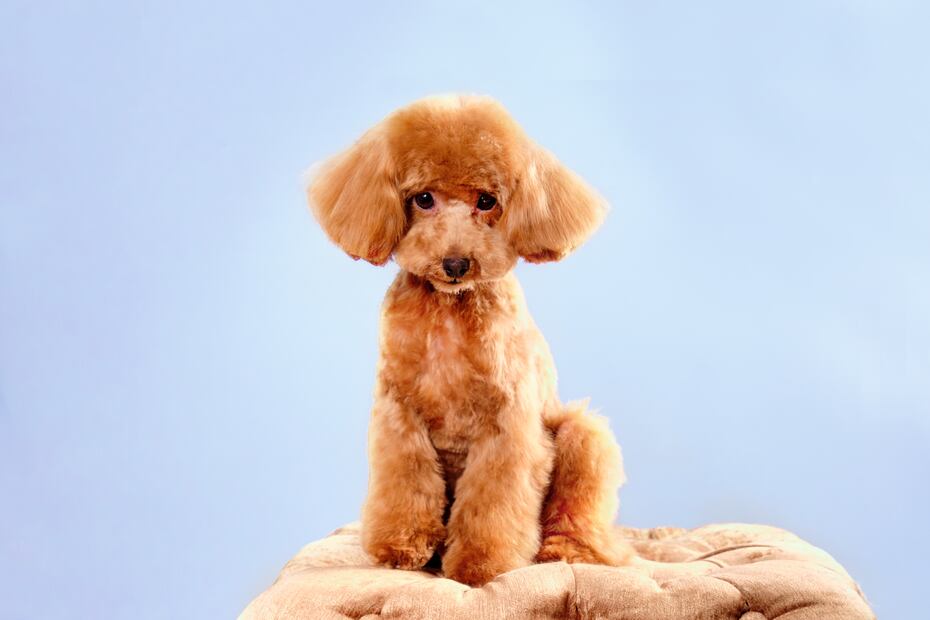 7 razas de perros más propensas a tener ansiedad, según los expertos. Foto: iSTOCK-Ihar Halavach