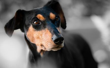 "El perro iba manejando", dijo mujer a policías en Canadá tras accidente