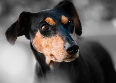 "El perro iba manejando", dijo mujer a policías en Canadá tras accidente