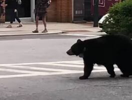 Captan a oso caminando y escalando árboles en ciudad de EU