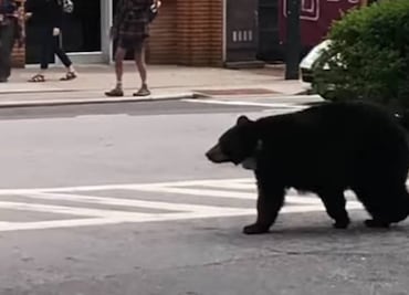 Captan a oso caminando y escalando árboles en ciudad de EU