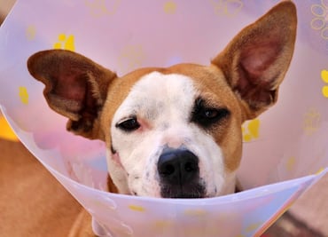 ¿Cuánto gastan los estadounidenses en la salud de sus mascotas?