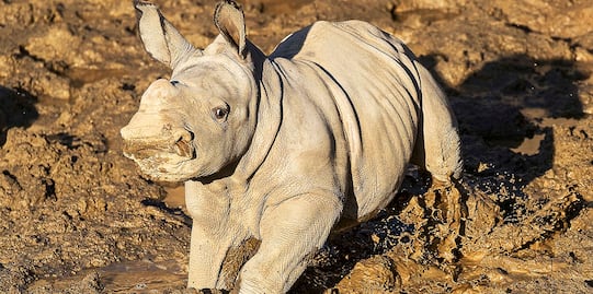 Nombran 'Future' a rinoceronta blanca nacida en San Diego