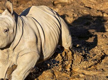 Nombran 'Future' a rinoceronta blanca nacida en San Diego