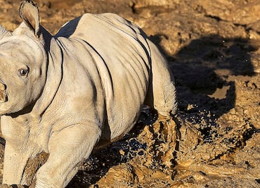Nombran 'Future' a rinoceronta blanca nacida en San Diego