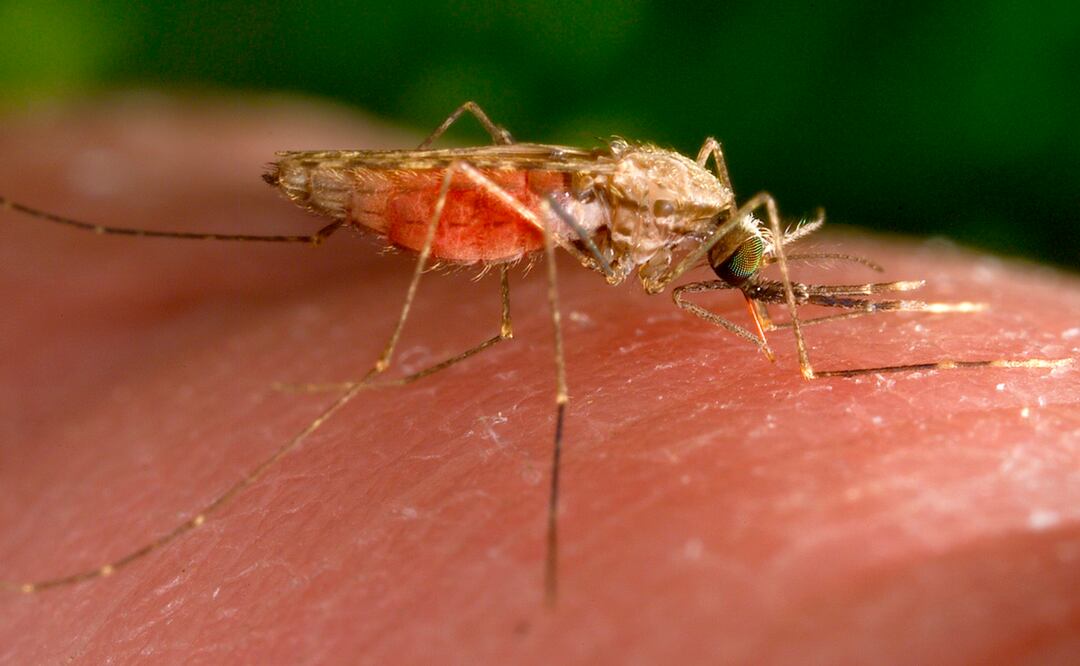 Casos de malaria detectados en Florida y Texas; autoridades de salud emiten advertencia. Foto: AP