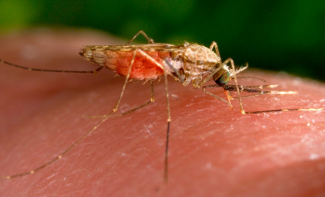 Casos de malaria detectados en Florida y Texas; autoridades de salud emiten advertencia. Foto: AP