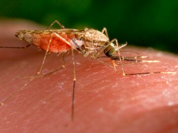 Estados Unidos emite alerta por casos de transmisión local de malaria en Florida y Texas