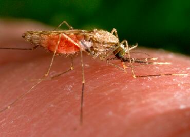 Estados Unidos emite alerta por casos de transmisión local de malaria en Florida y Texas