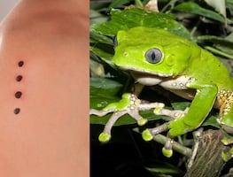 Actriz muere en retiro espiritual tras intoxicación con veneno de rana. ¿Qué es Kambó?