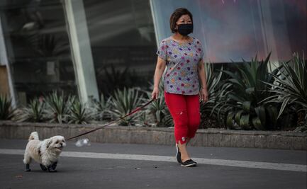 Coronavirus. Perros y gatos pueden contagiarse de sus dueños