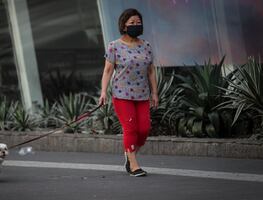 Coronavirus. Perros y gatos pueden contagiarse de sus dueños