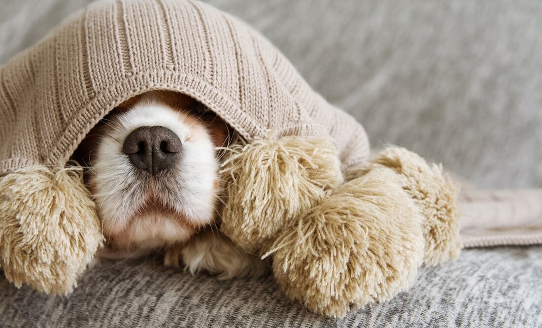 Piden voluntarios para calmar el estrés de perros y gatos por el estruendo del 4 de julio. Foto iStock /  Crédito:smrm1977
