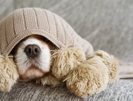 Piden voluntarios para calmar el estrés de perros y gatos por el estruendo del 4 de julio