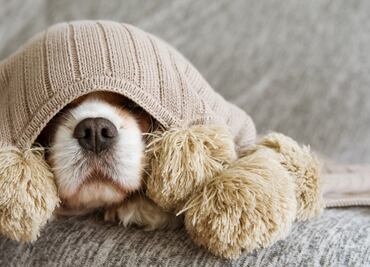 Piden voluntarios para calmar el estrés de perros y gatos por el estruendo del 4 de julio