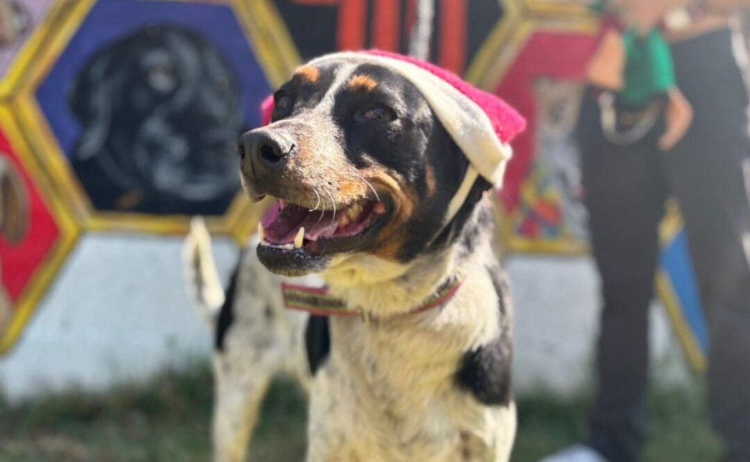 Multas vehiculares y cívicas podrán ser pagadas con paseos de perritos en la CDMX. ¿Cómo inscribirse? Foto: X/MetroCDMX