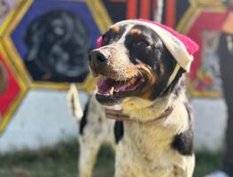 Multas de tránsito podrán pagarse con paseos de perritos en la CDMX. ¿Cómo inscribirse?