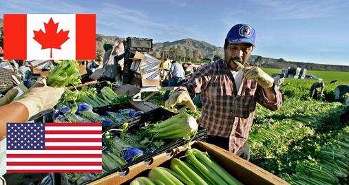 Programas para trabajadores agrícolas en Estados Unidos y Canadá