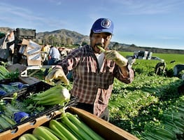 Programas para trabajadores agrícolas en Estados Unidos y Canadá