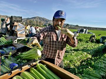 Programas para trabajadores agrícolas en Estados Unidos y Canadá