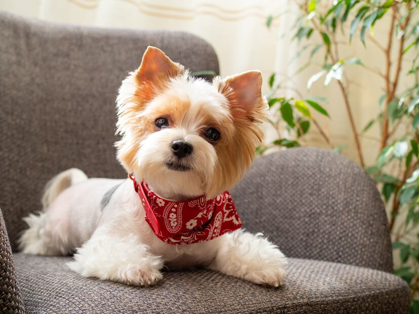 10 razas de perros que viven más años; se quedarán contigo un largo tiempo. Foto: iSTOCK-Svetlana Khoruzhaia