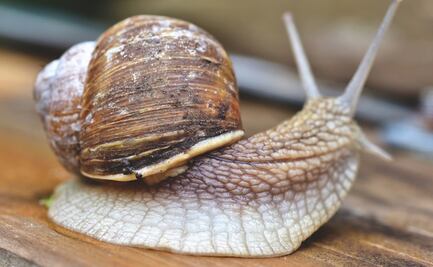Alertan por “peste” de caracoles africanos gigantes