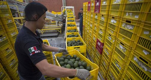 Aumenta 50% precio del aguacate mexicanos en EU ante amenazas de Trump