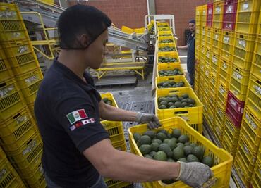Aumenta 50% precio del aguacate mexicanos en EU ante amenazas de Trump