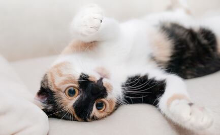 ¿Qué hacer si crees que tu gato está envenenado?