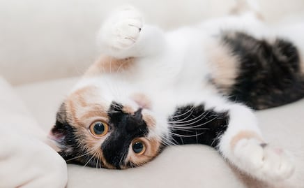 ¿Qué hacer si crees que tu gato está envenenado?