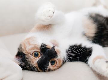 ¿Qué hacer si crees que tu gato está envenenado?