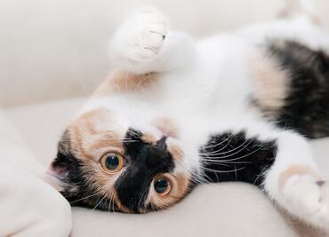 ¿Qué hacer si crees que tu gato está envenenado?