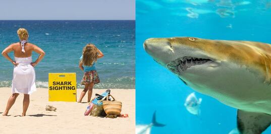 La ‘capital mundial’ de los ataques de tiburón está en Florida