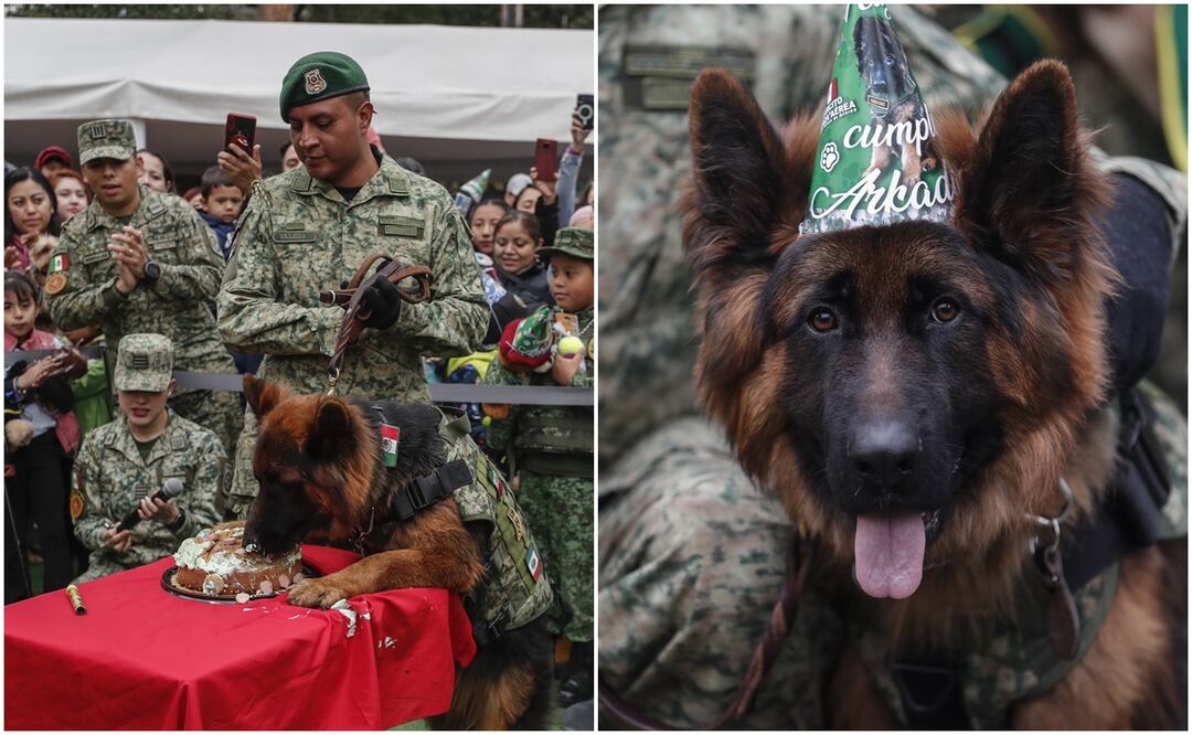 Ejército mexicano celebra el primer cumpleaños de Arkadas, perro rescatista donado por Turquía. Foto: EFE