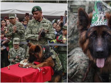 Ejército mexicano celebra el primer cumpleaños de Arkadas, perro rescatista donado por Turquía