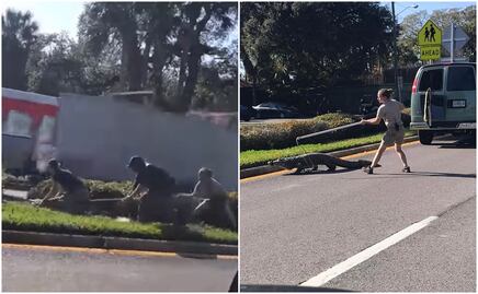 Video. Cocodrilo escapa de camioneta transportadora y causa caos en Florida 